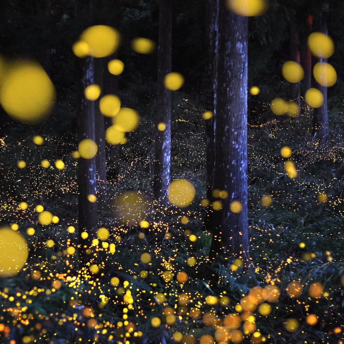 blog fireflies