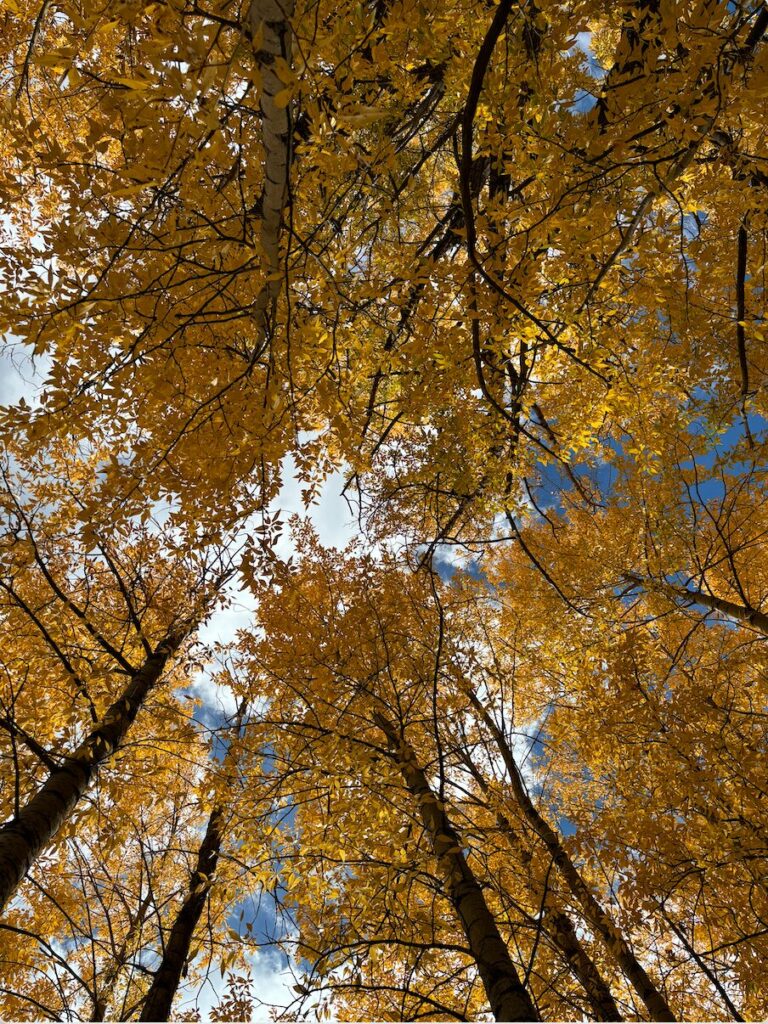 awe inspiring aspen tree grove-