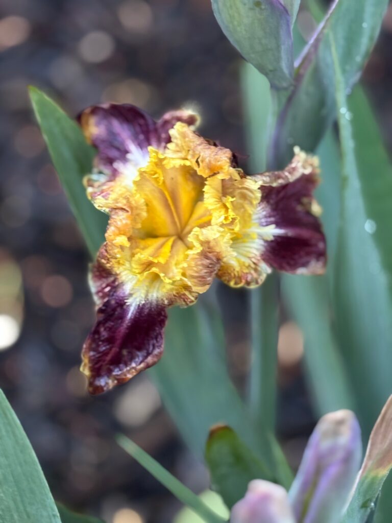 bearded iris