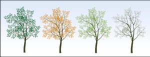changing trees